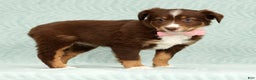 Australian Shepherd dogs for sale: Jackie - Ad 4