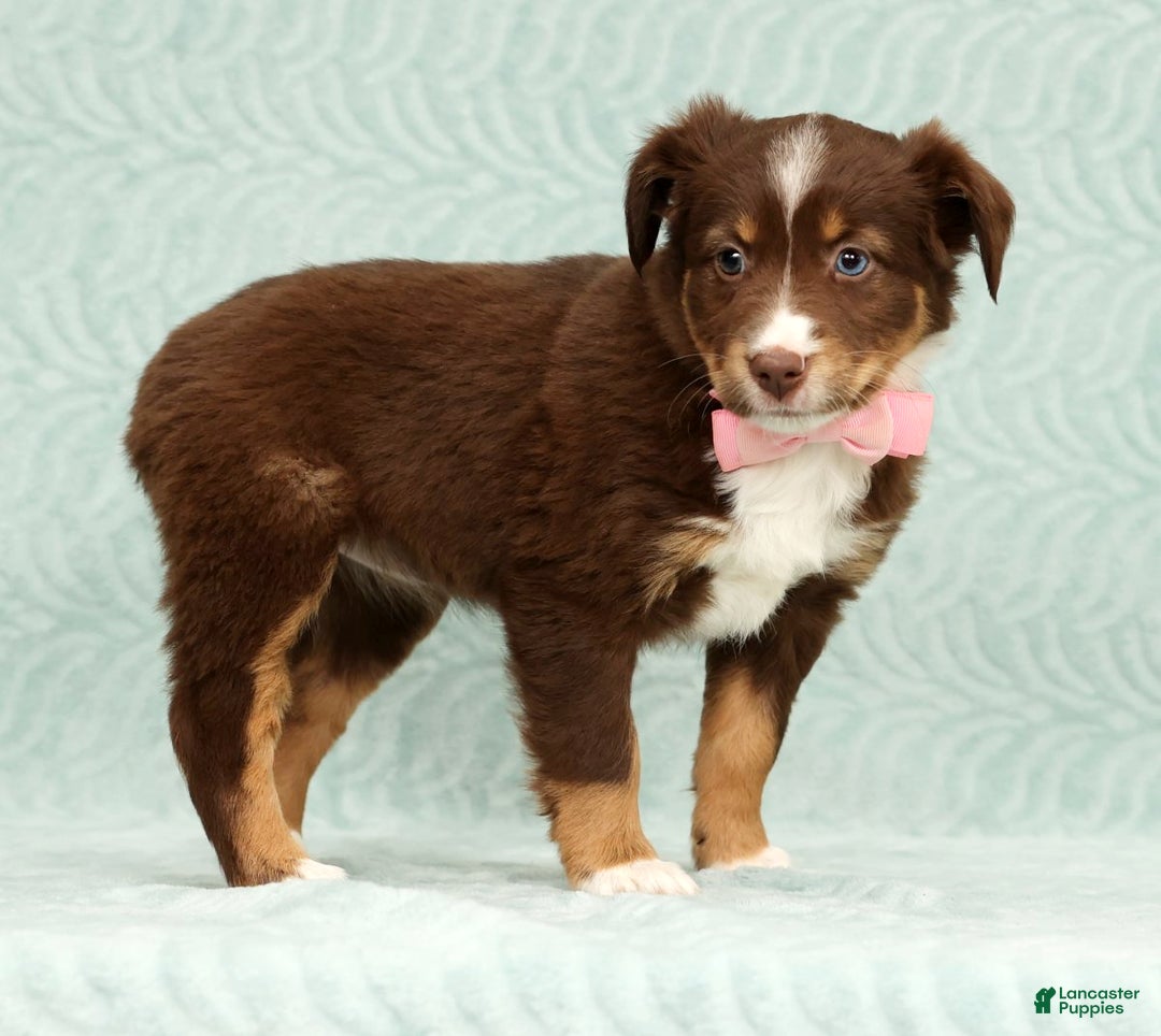 Australian Shepherd dogs for sale: Jackie - Ad 4