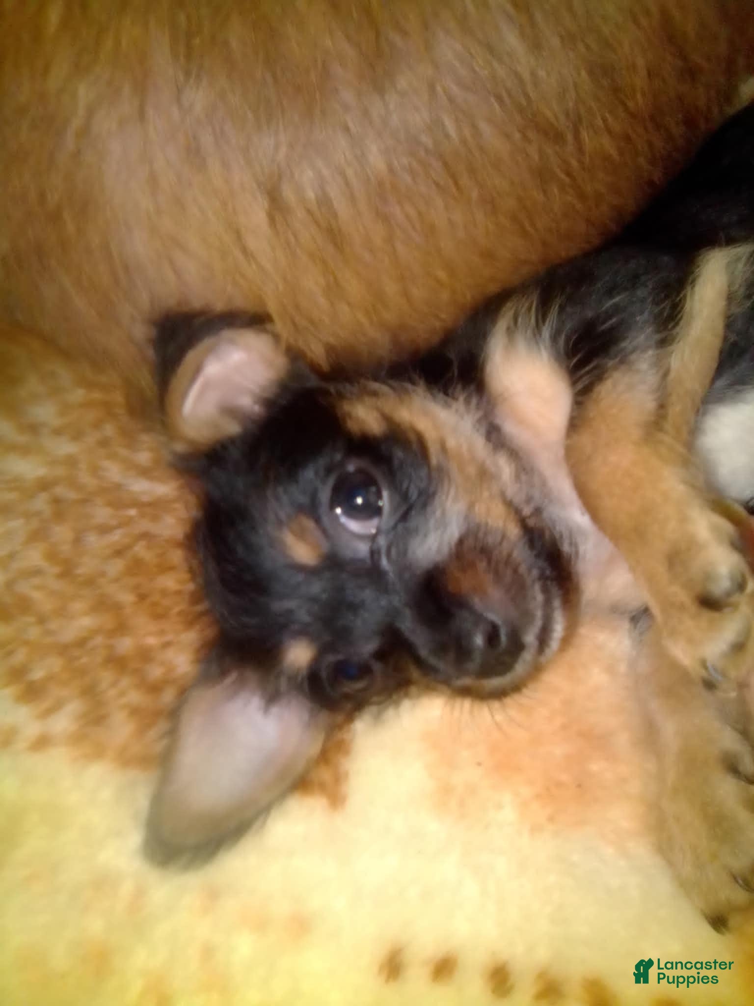 Mixed Breed dogs Mixed Breed 2 - Ad 38
