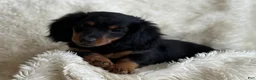 Miniature Dachshund dogs for sale: Troy - Ad 9