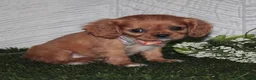 King Charles Spaniel dogs for sale: King Charles Spaniel 1 - Ad 4
