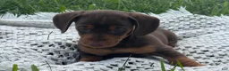Miniature Dachshund dogs for sale: Gavin - Ad 7