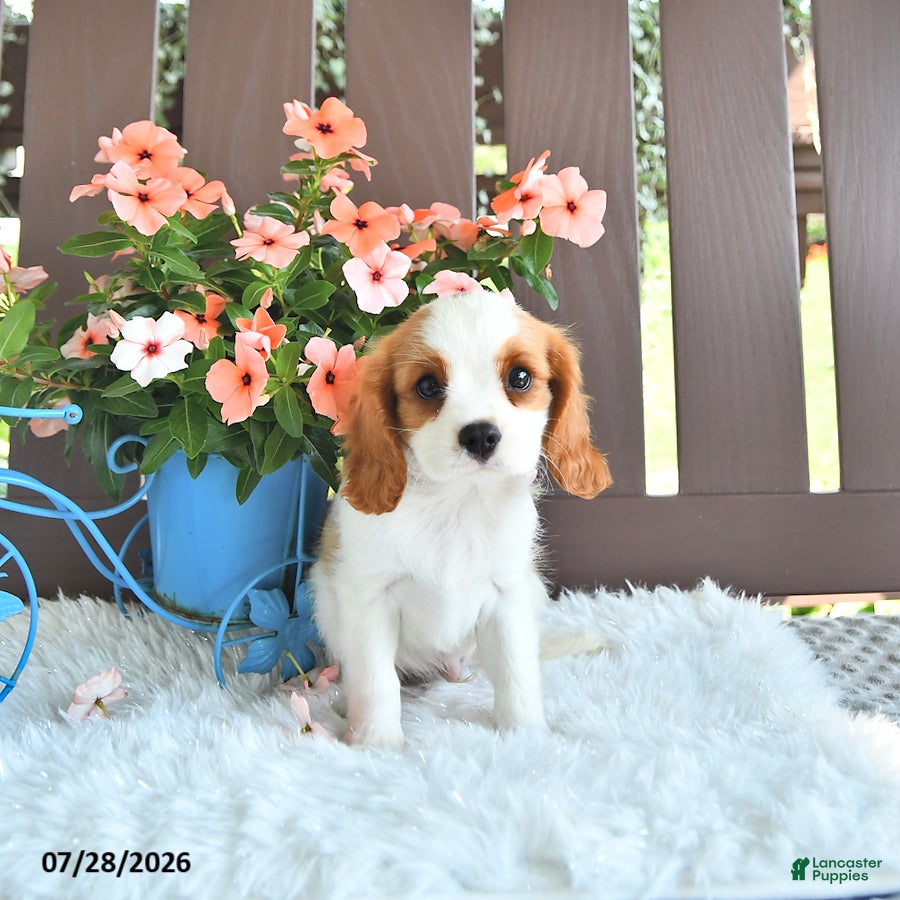 Cavalier King Charles Spaniel dogs Jaxton - Ad 2