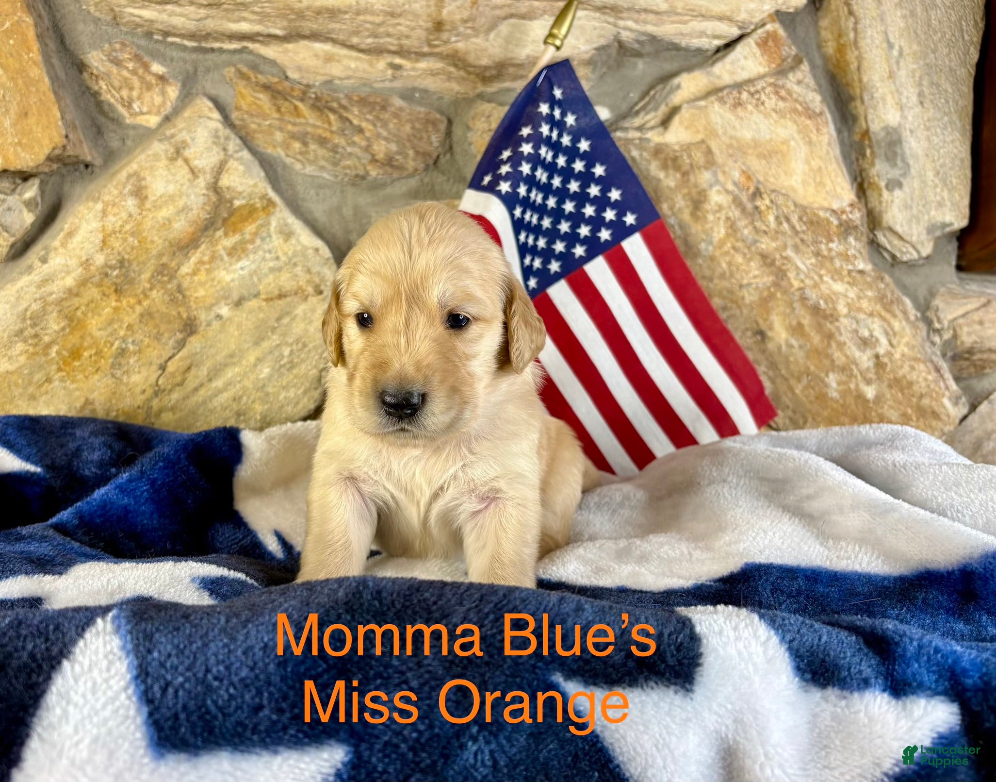 Golden Retriever dogs Miss orange - Ad 13