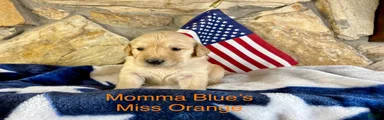 Miss orange