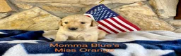 Golden Retriever dogs for sale: Miss orange - Ad 1