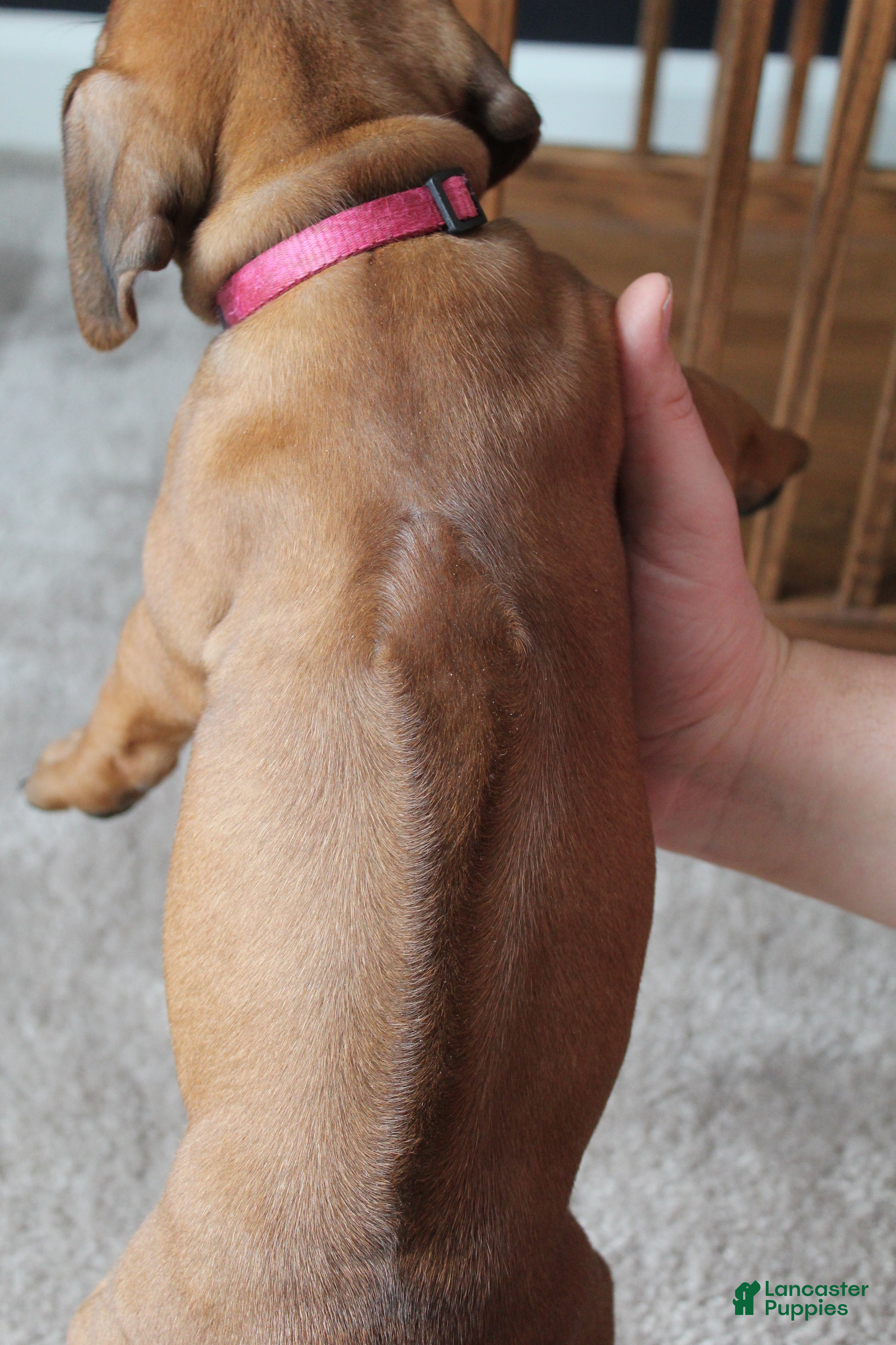 Rhodesian Ridgeback dogs Kassie - Ad 2