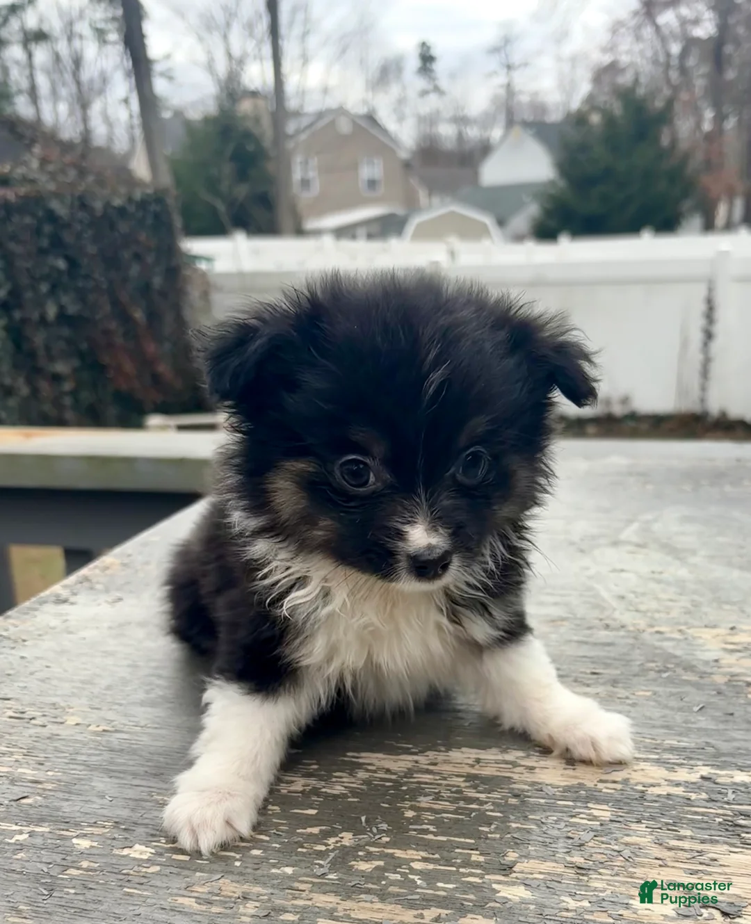 Mixed Breed dogs for sale: Cooper - Ad 2