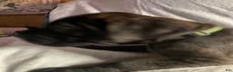 Daniff dogs for sale: Daniff 1 - Ad 3