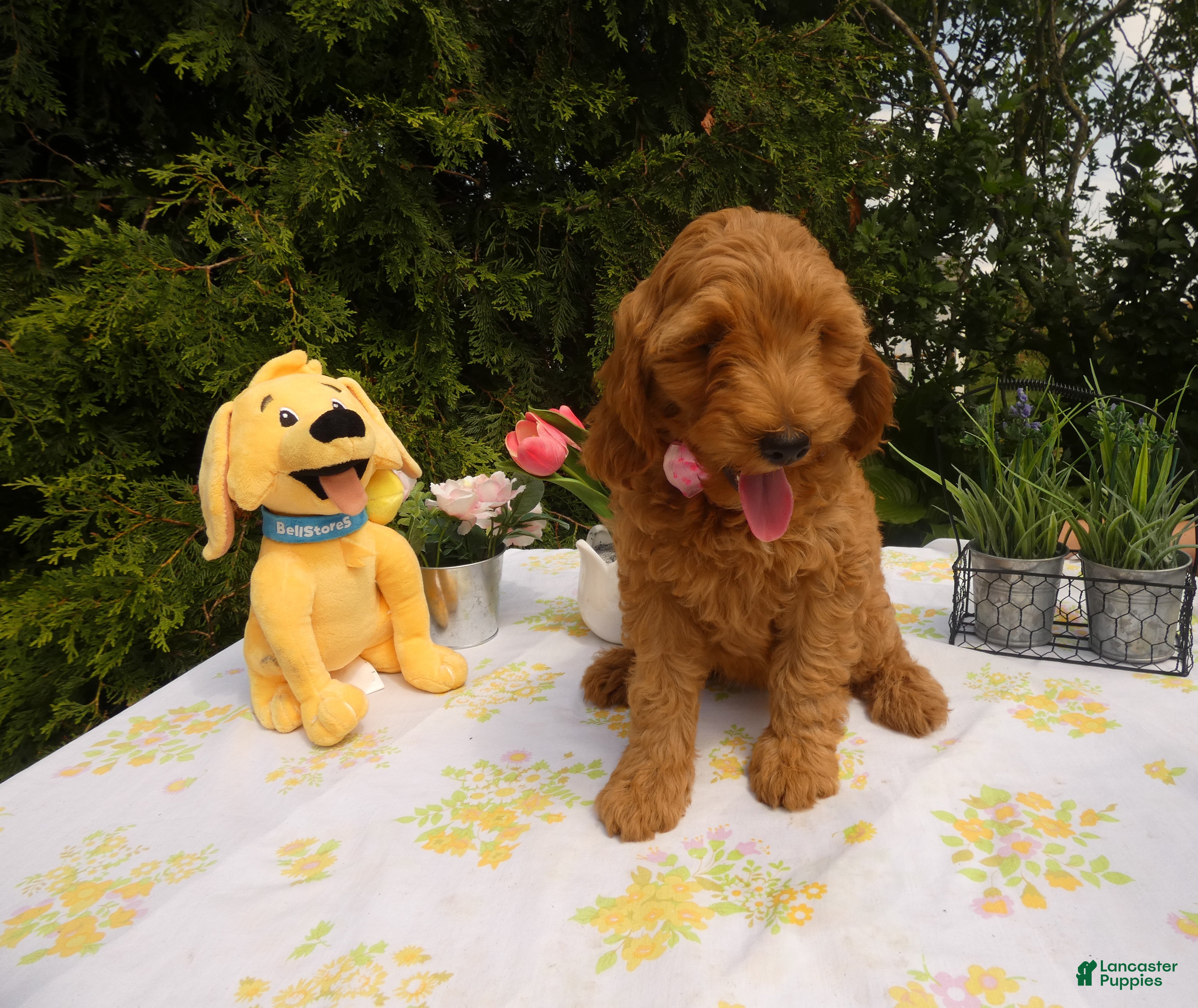 Mini Goldendoodle dogs Goldendoodle 4 Shelly - Ad 2