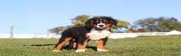 Bernese Mountain Dog dogs for sale: Leo - Ad 5