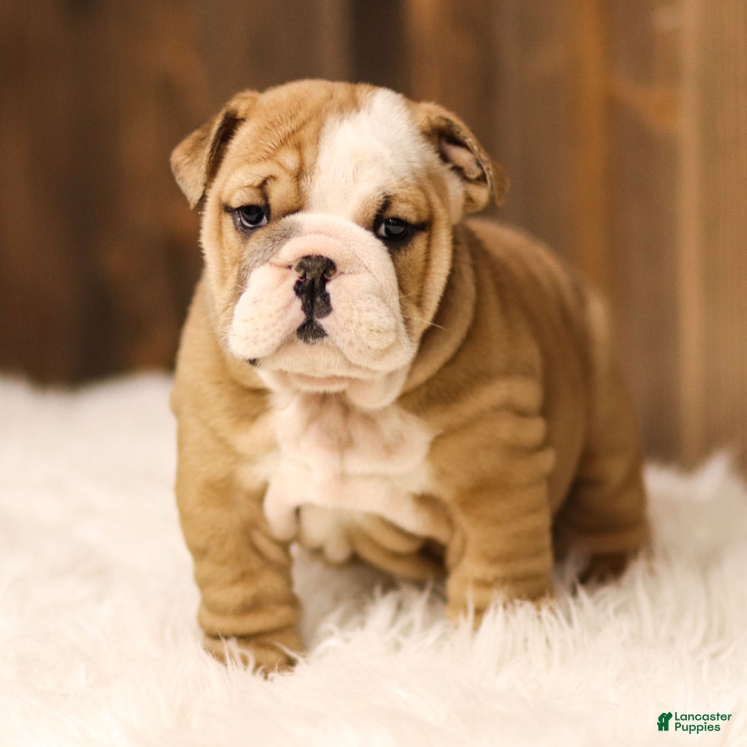 English Bulldog dogs for sale: Rudolph - Ad 1