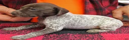 German Shorthaired Pointer dogs for sale: German Shorthaired Pointer Puppy 3 - Ad 1