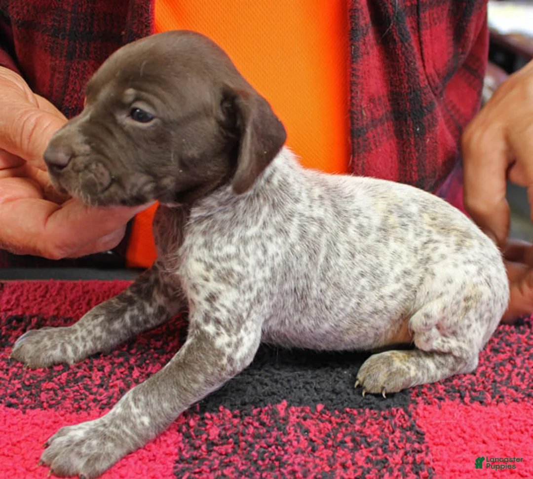 German Shorthaired Pointer dogs for sale: German Shorthaired Pointer Puppy 3 - Ad 1
