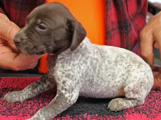 German Shorthaired Pointer dogs for sale: German Shorthaired Pointer Puppy 3 - Ad 4