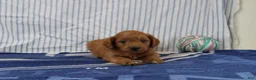 Mini Goldendoodle dogs for sale: Mario - Ad 4