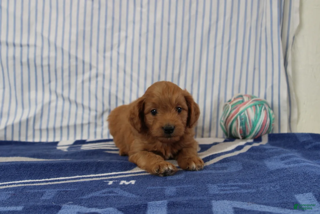 Mini Goldendoodle dogs for sale: Mario - Ad 4