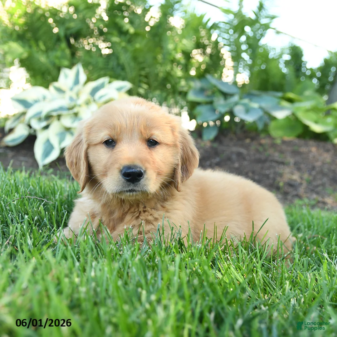 Golden Retriever dogs for sale: Ferdinand - Ad 2