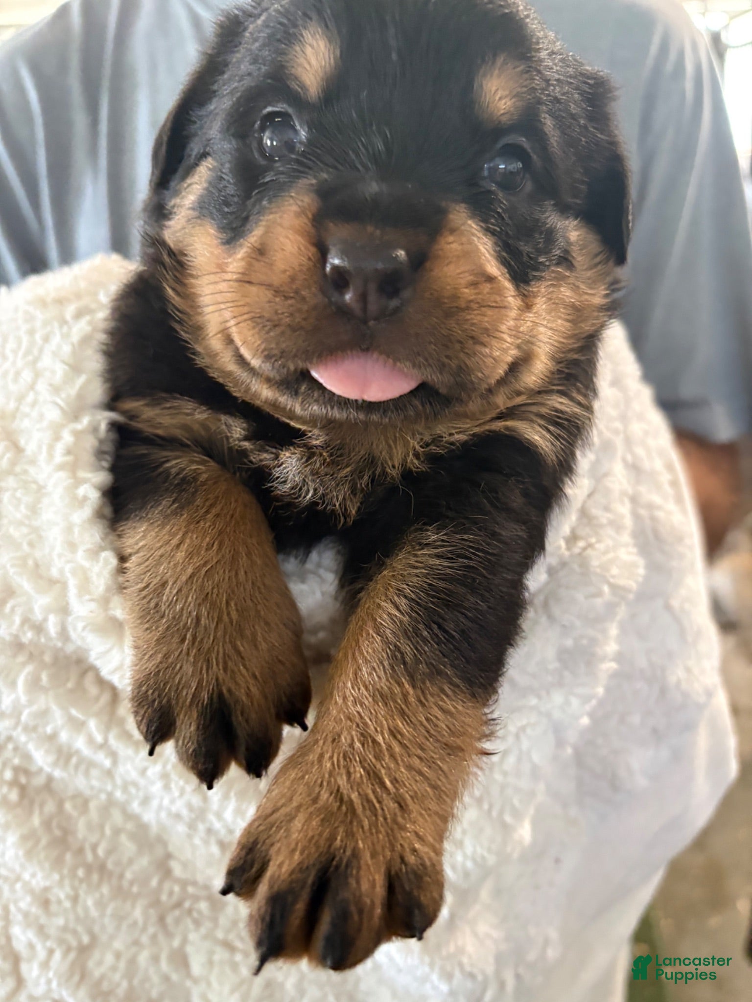 Rottweiler dogs Rottweiler 5. AKC REGISTERED - Ad 1