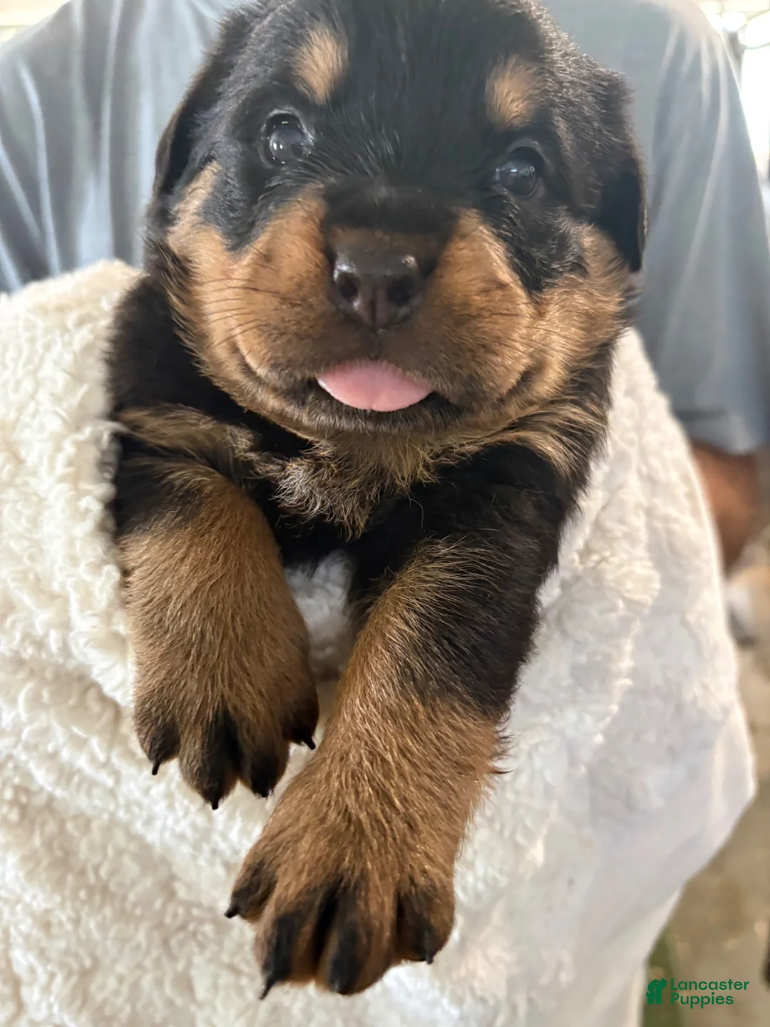Rottweiler dogs for sale: Rottweiler 5. AKC REGISTERED - Ad 1