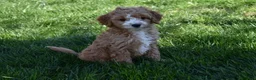 Cavapoo dogs for sale: Ace - Ad 8