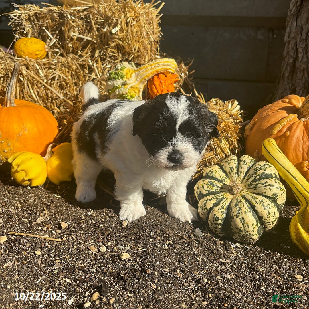 Teddy Bear dogs for sale: Ace - Ad 7