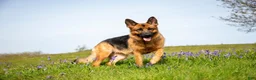 German Shepherd dogs for sale: German Shepherd 2 Sparky - Ad 3