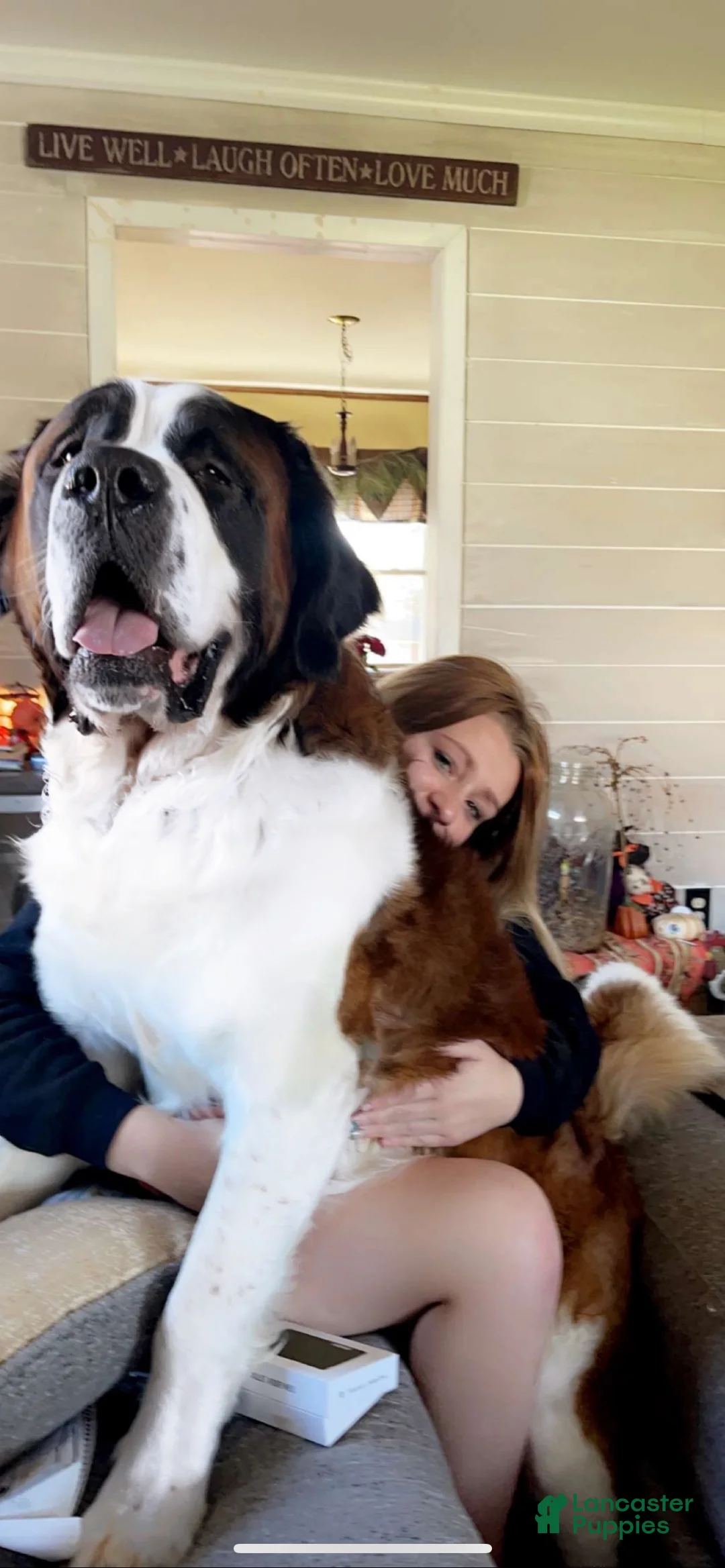 Saint Bernard dogs for sale: Duke - Ad 4