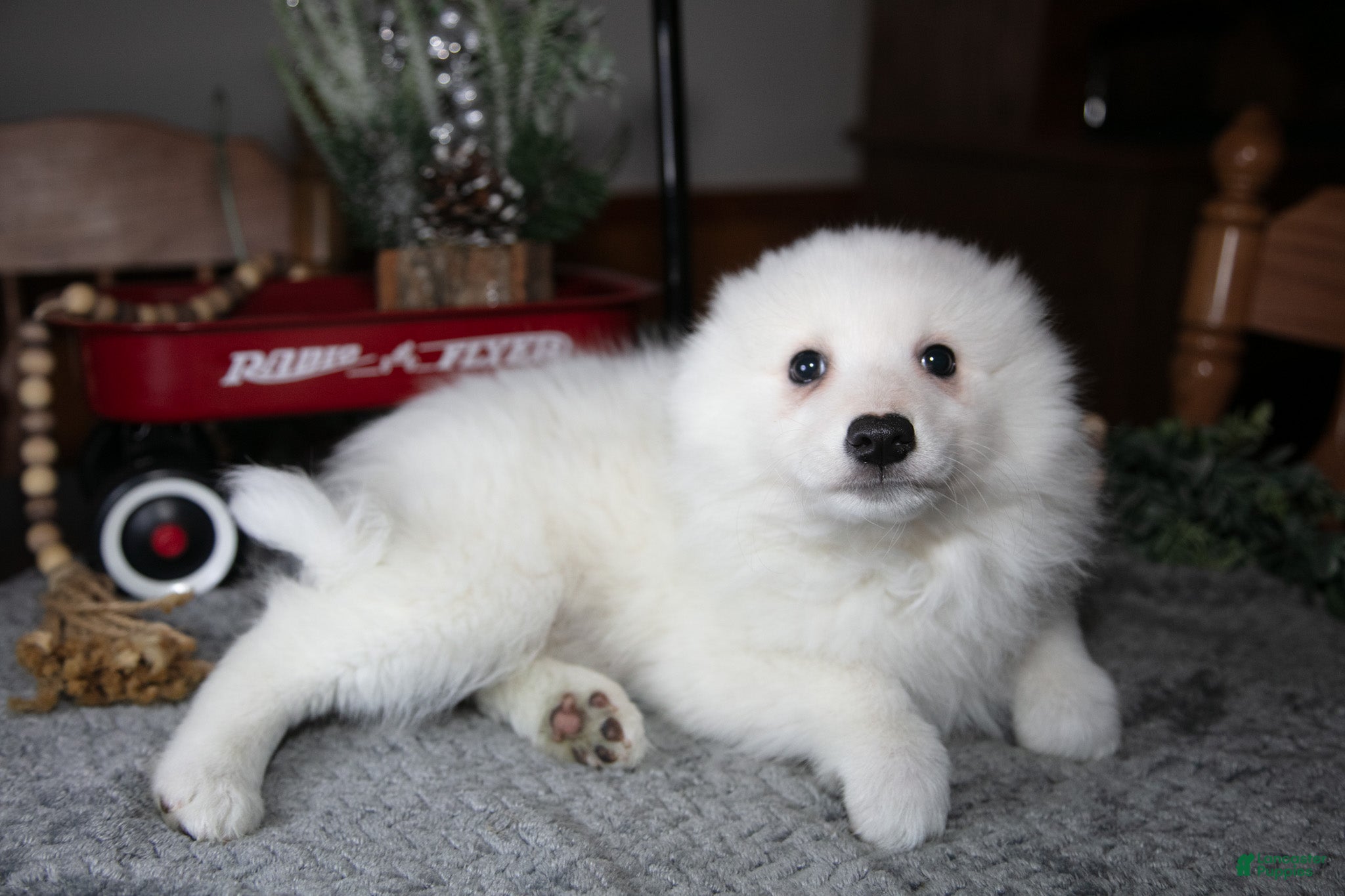 American Eskimo dogs Ivory - Ad 4