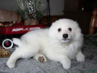 American Eskimo dogs Ivory - Ad 4