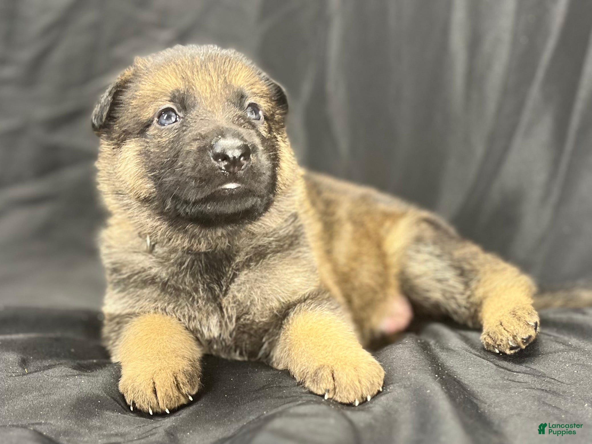 German Shepherd dogs Gunner - Ad 1