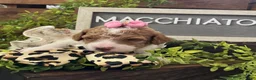 Miniature Poodle dogs for sale: Macchiato  - Ad 5