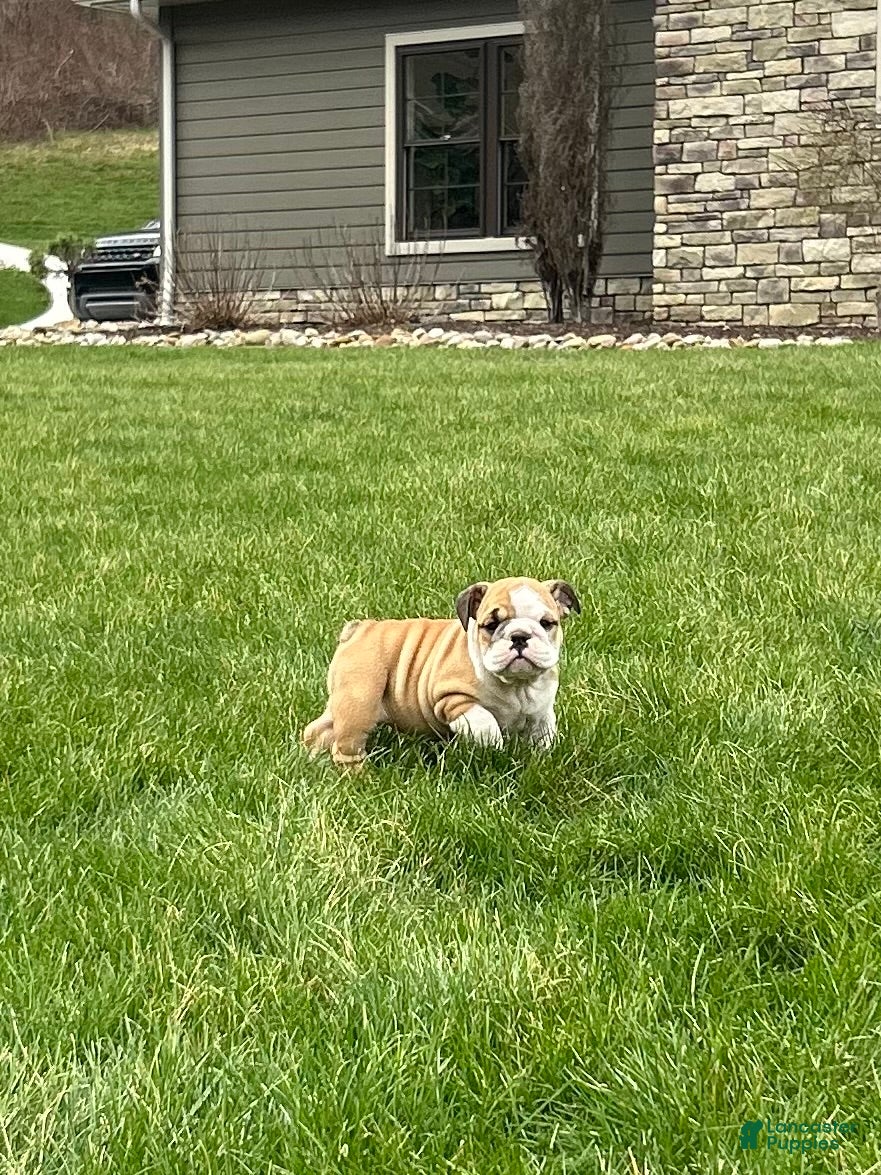 English Bulldog dogs Wren - Ad 1