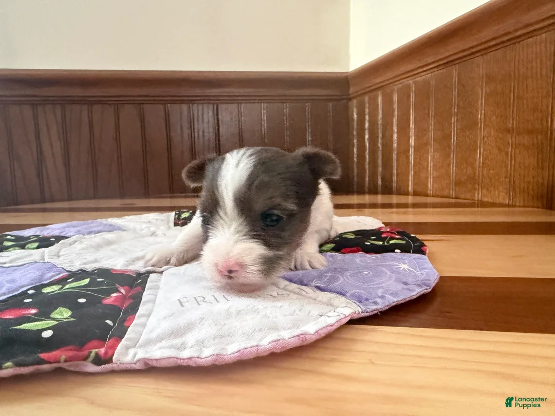 Yorkshire Terrier dogs for sale: Yorkshire Terrier Puppy 1 - Ad 9