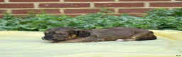 Miniature Dachshund dogs for sale: Camper  - Ad 6