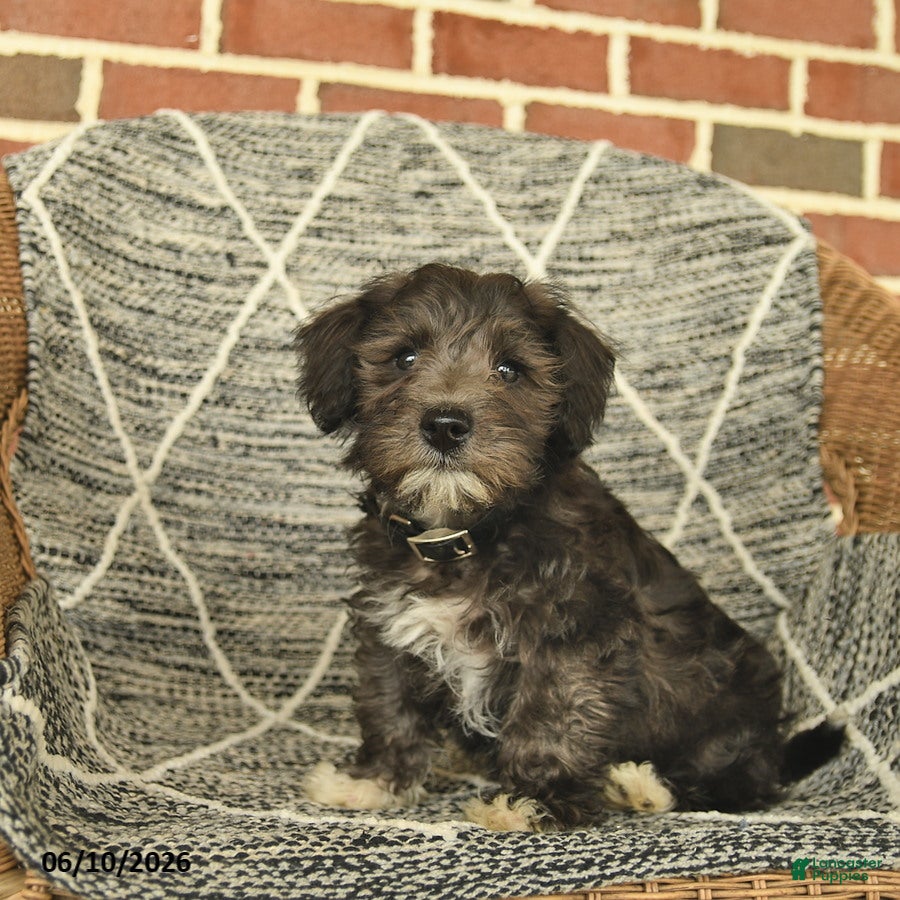 Schnoodle dogs Benni  - Ad 1