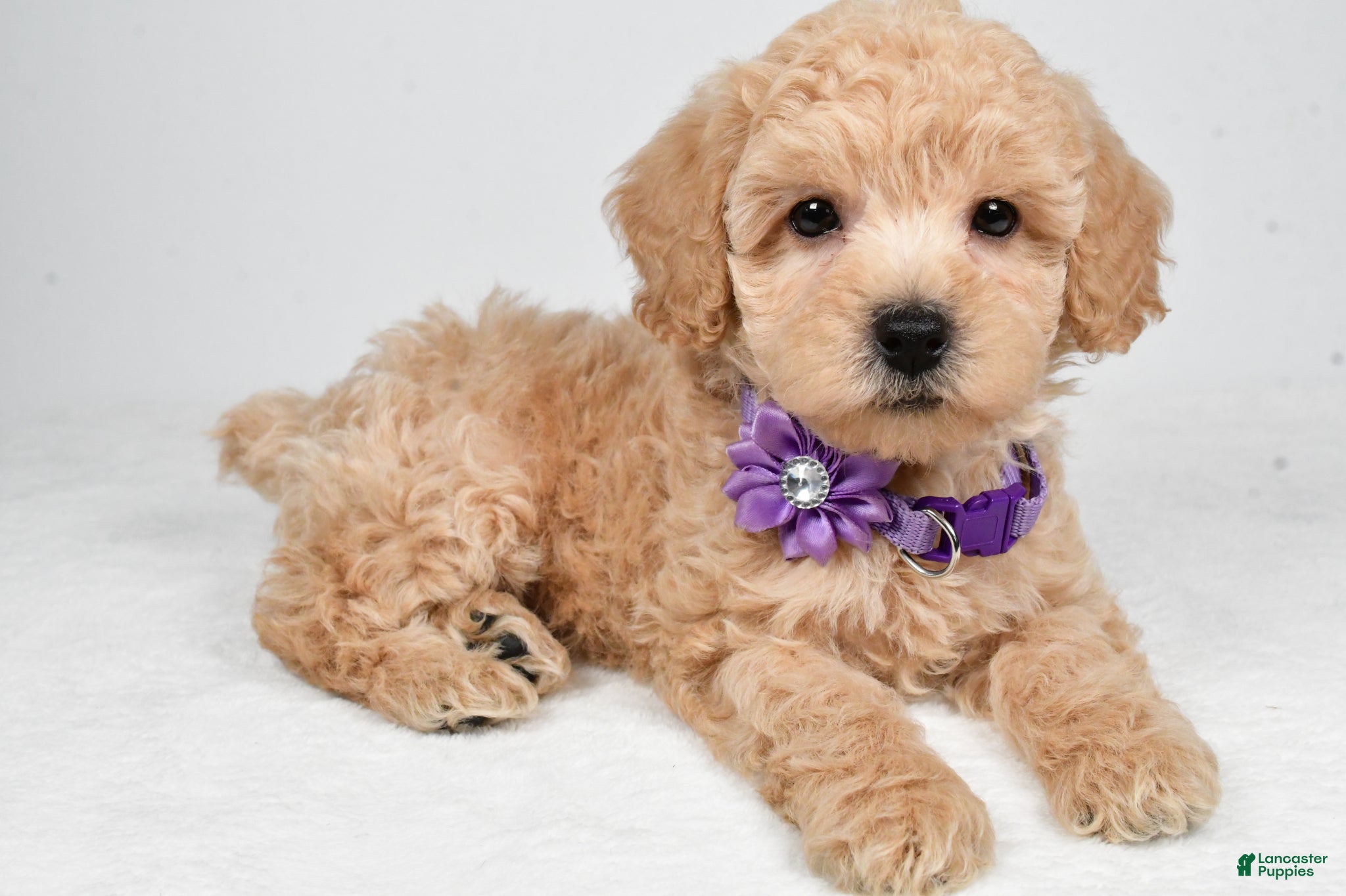 Miniature Poodle dogs Honey - Ad 1