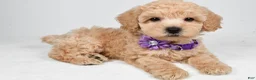 Miniature Poodle dogs for sale: Honey - Ad 1
