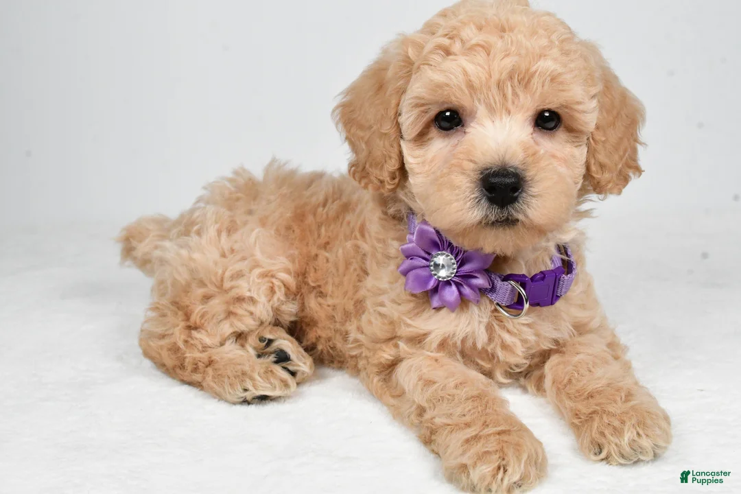 Miniature Poodle dogs for sale: Honey - Ad 1