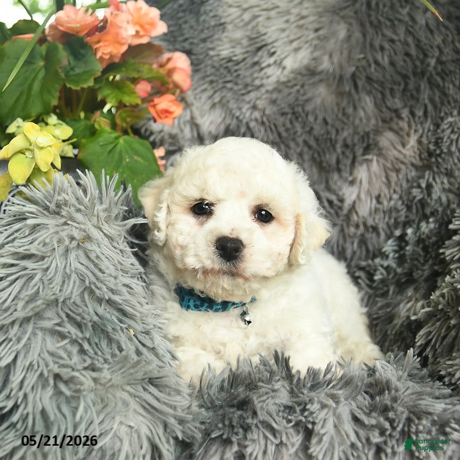 Bichon Frise dogs Conner  - Ad 2