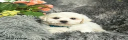 Bichon Frise dogs for sale: Conner  - Ad 2