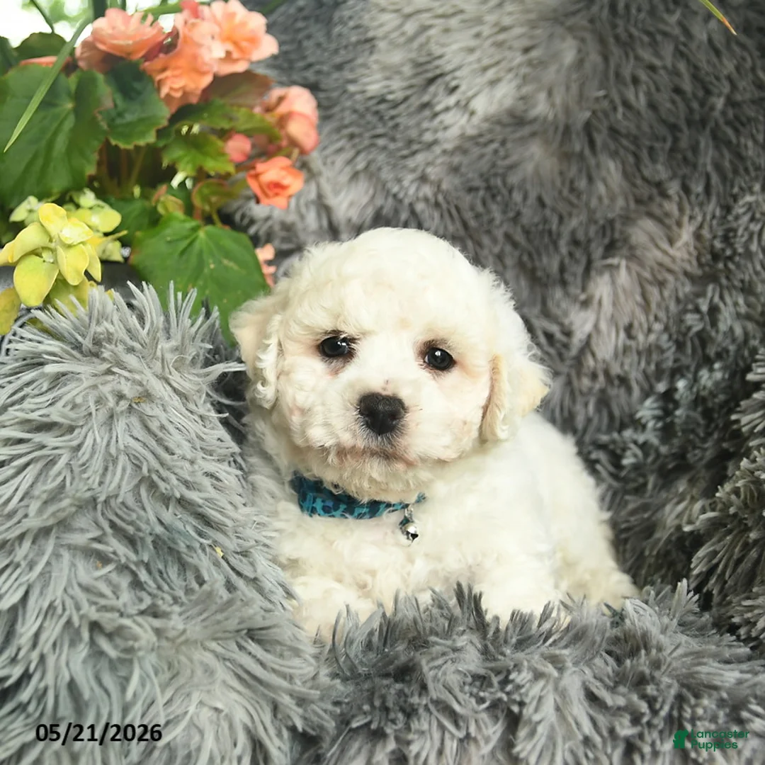 Bichon Frise dogs for sale: Conner  - Ad 2