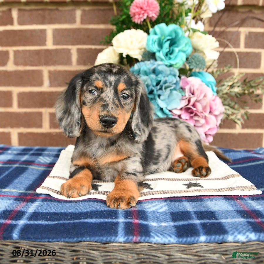 Miniature Dachshund dogs Leo - Ad 2