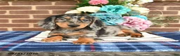Miniature Dachshund dogs for sale: Leo - Ad 2