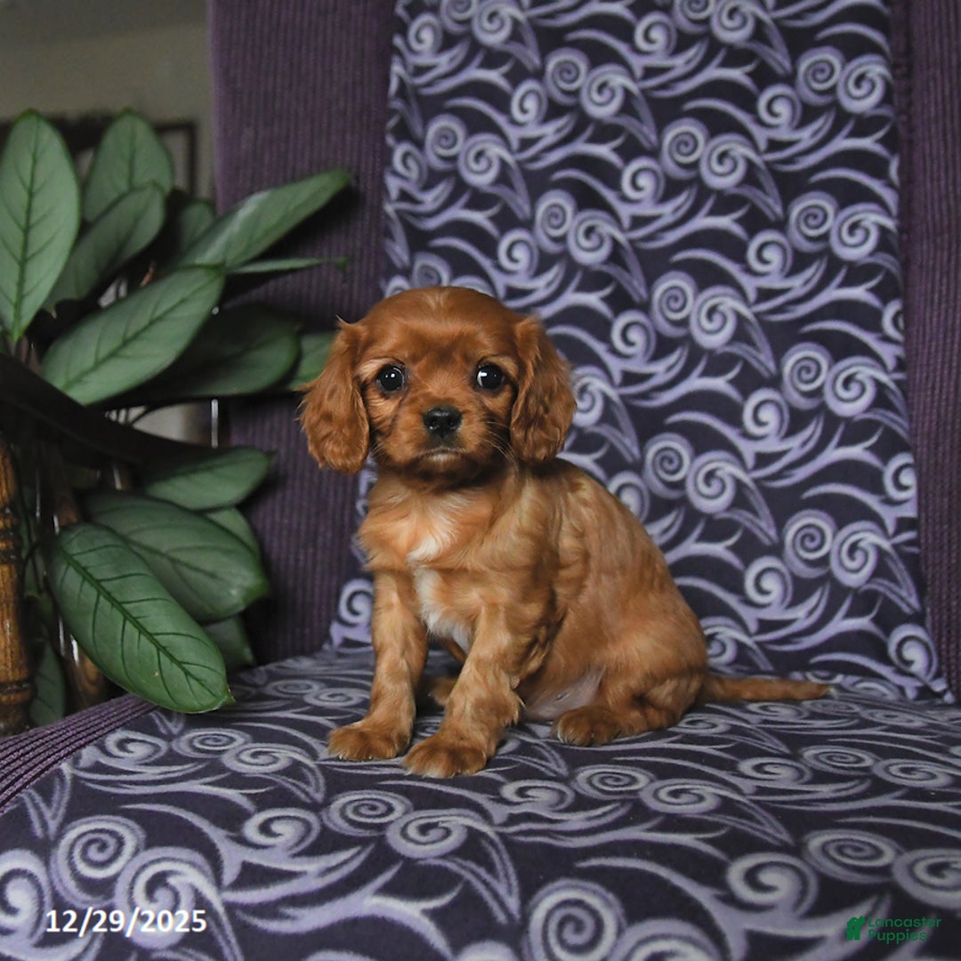 Cavalier King Charles Spaniel dogs for sale: Brandon - Ad 3