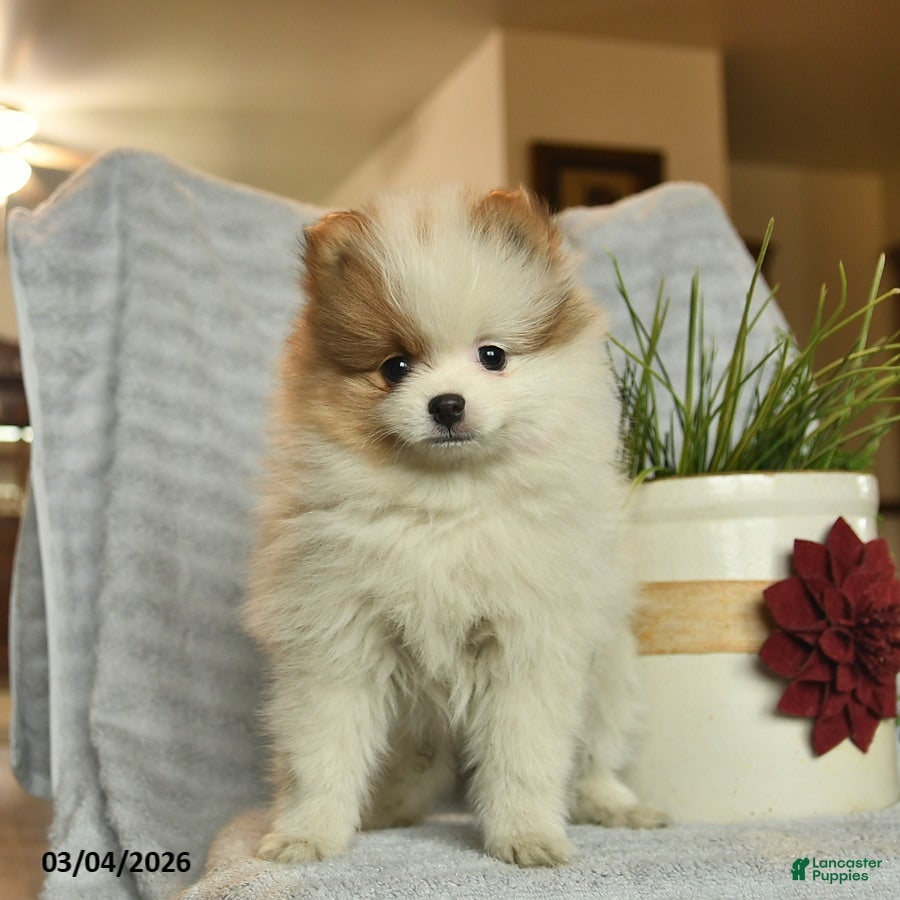 Pomeranian dogs Jamie  - Ad 2