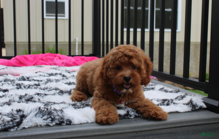Cockapoo dogs Phoebe  - Ad 2