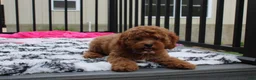 Cockapoo dogs for sale: Phoebe  - Ad 2