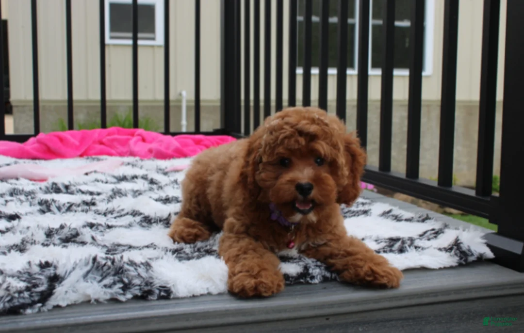 Cockapoo dogs for sale: Phoebe  - Ad 2