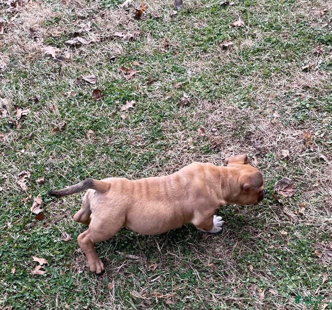 American Bully dogs for sale: Mocha - Ad 13